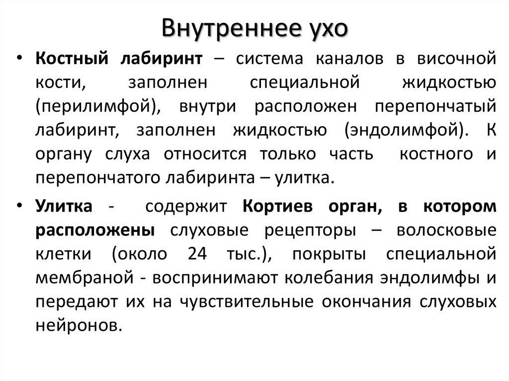 Внутреннее ухо