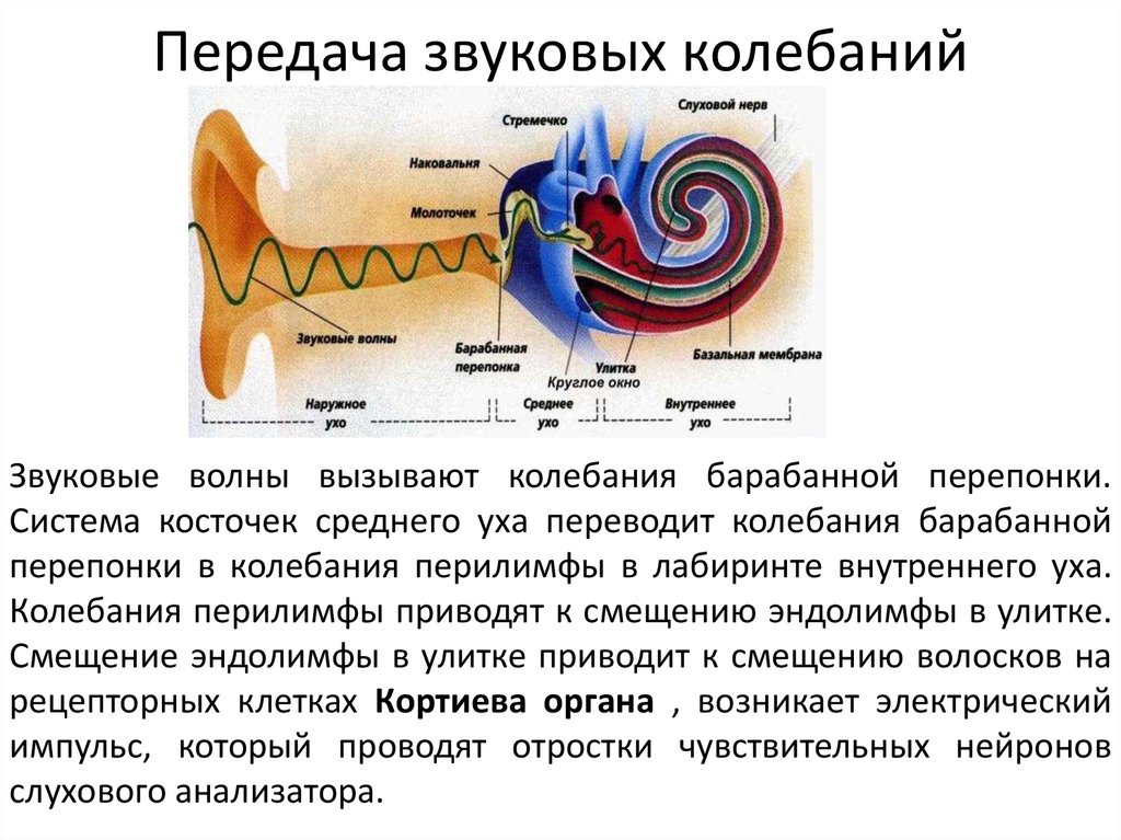 Передача звуковых колебаний