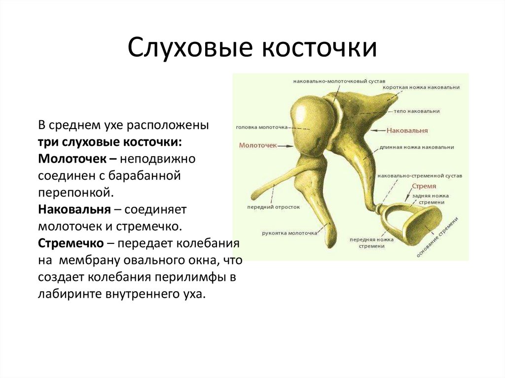 Слуховые косточки