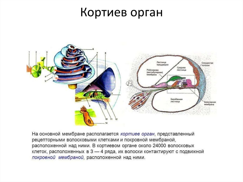 Кортиев орган