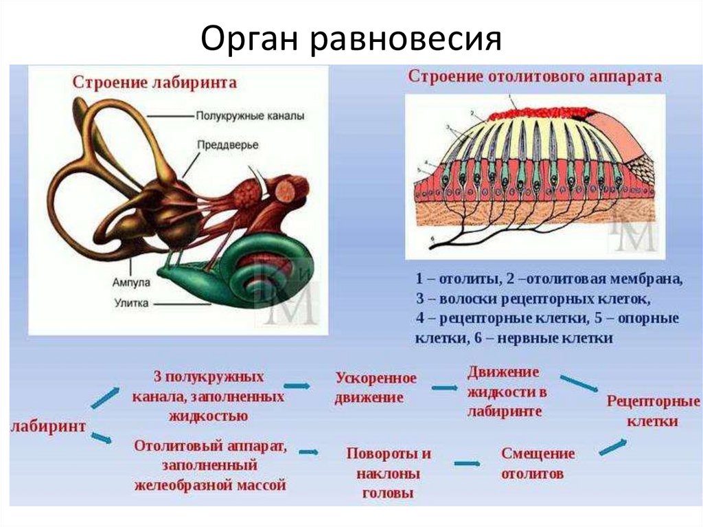Орган равновесия