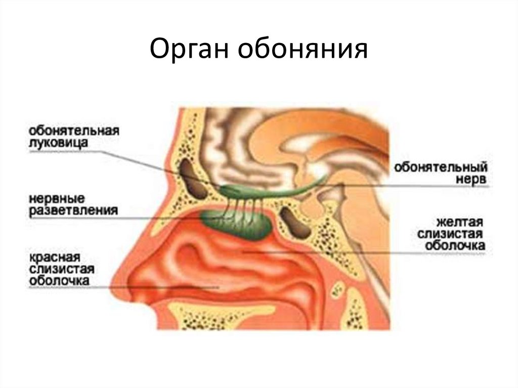 Орган обоняния
