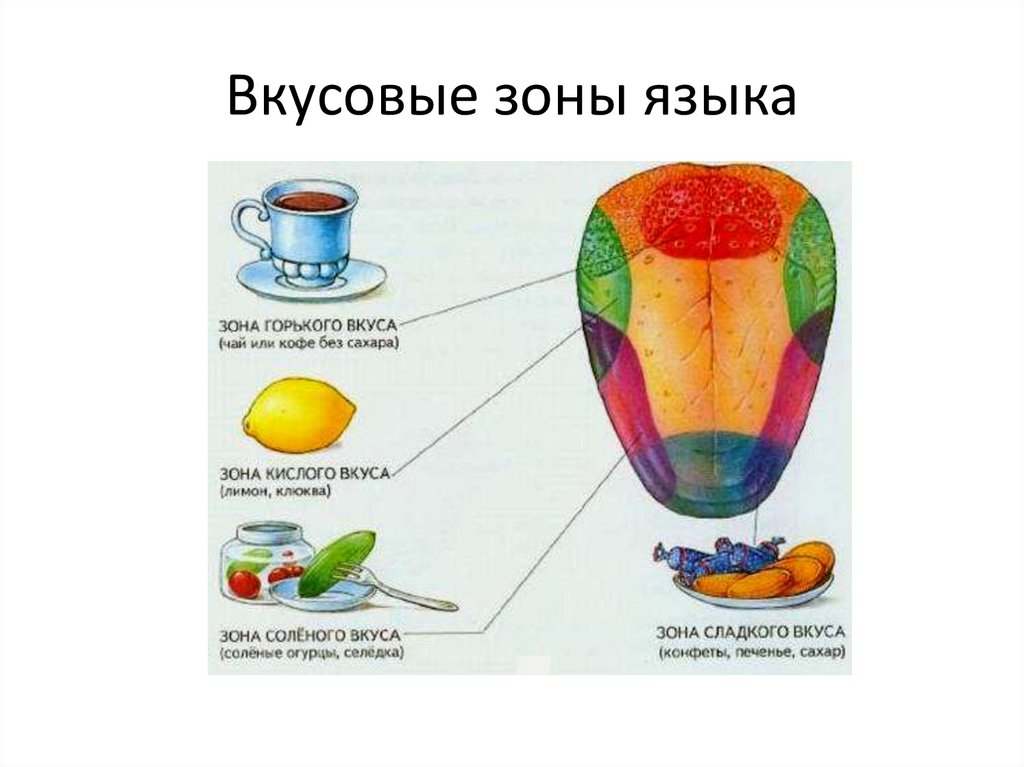 Вкусовые зоны языка