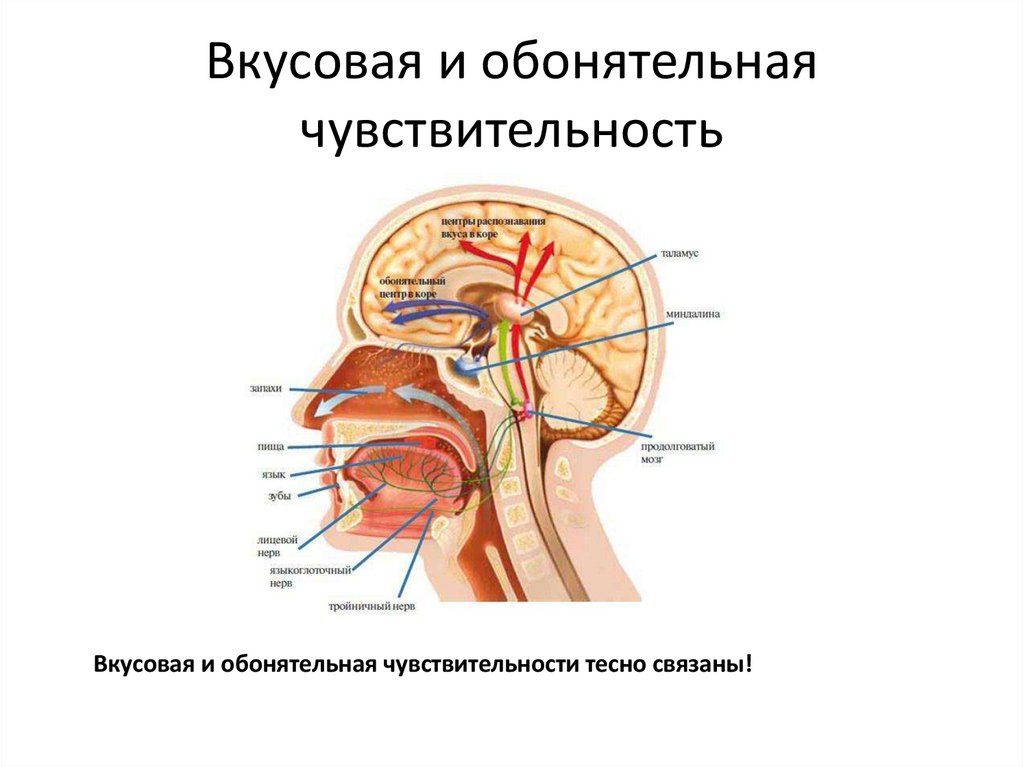 Вкусовая и обонятельная чувствительность