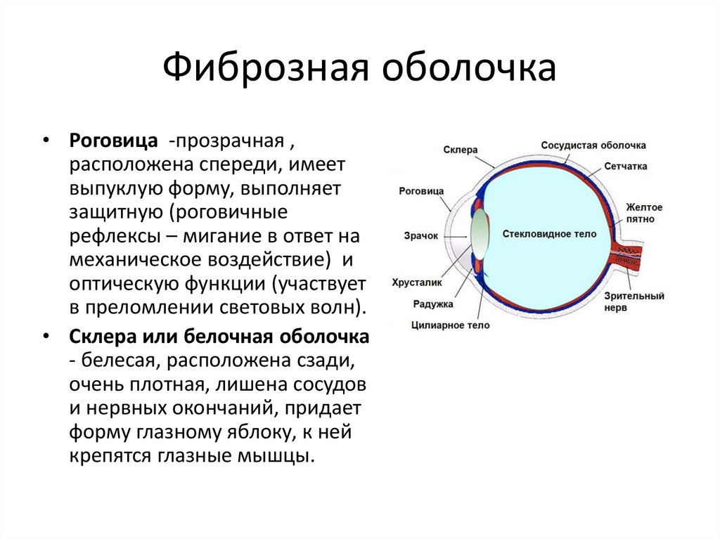 Фиброзная оболочка