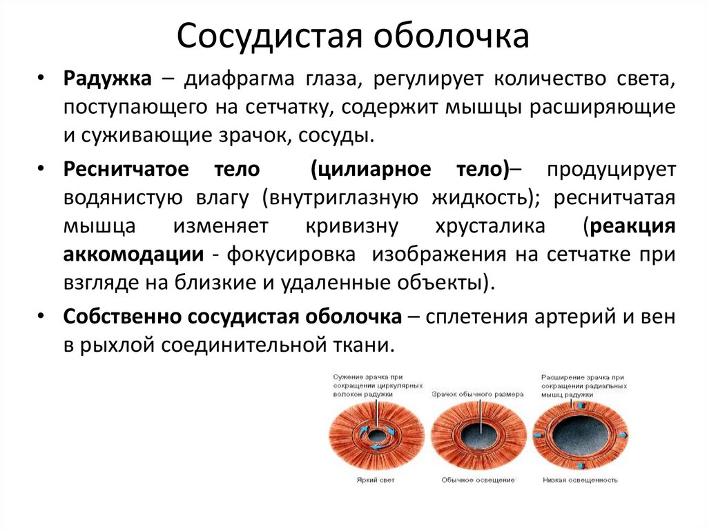 Сосудистая оболочка