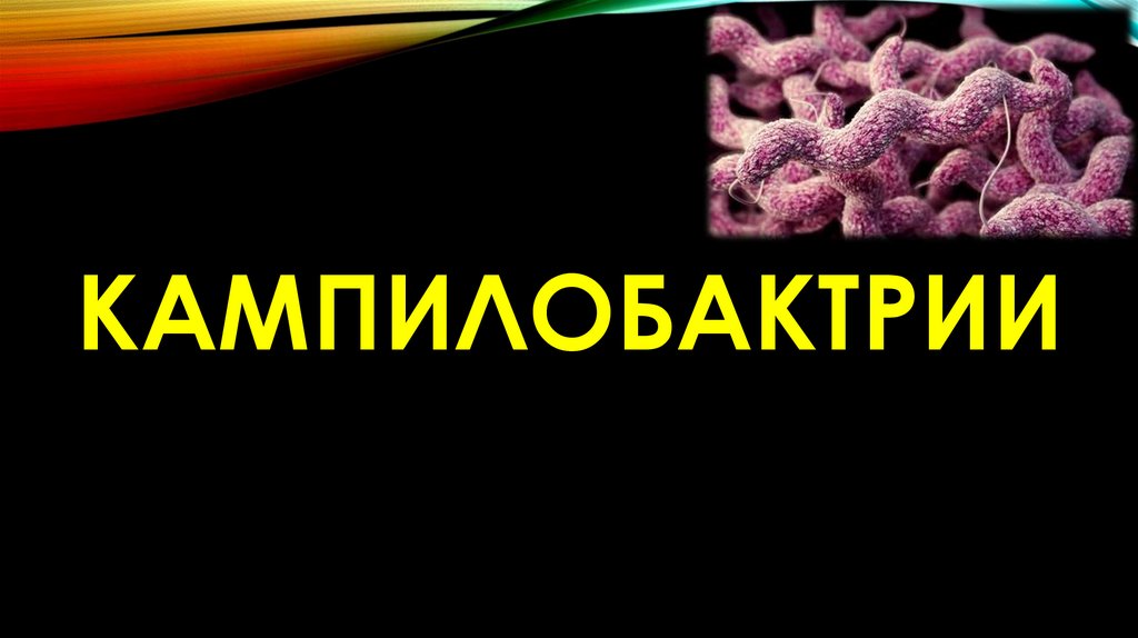 Кампилобактрии