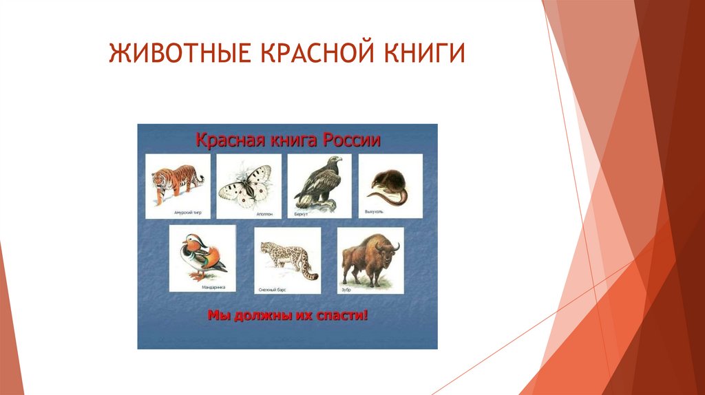 ЖИВОТНЫЕ КРАСНОЙ КНИГИ