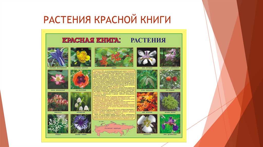 РАСТЕНИЯ КРАСНОЙ КНИГИ