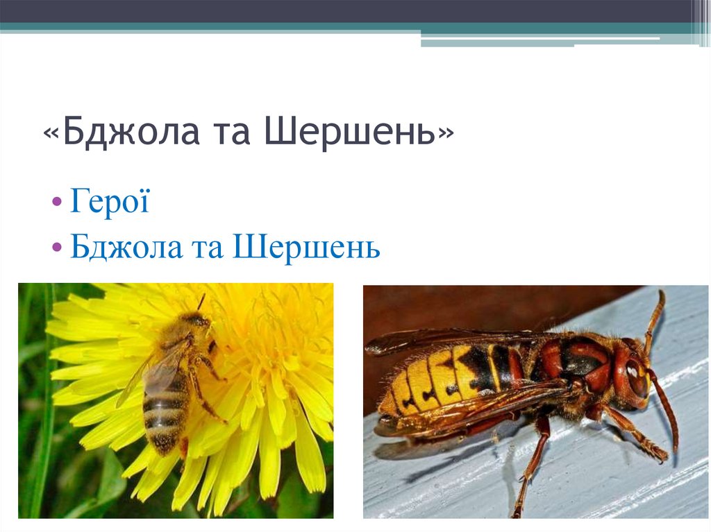 «Бджола та Шершень»