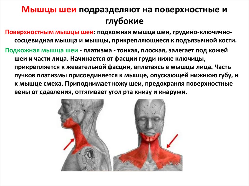 Мышцы шеи подразделяют на поверхностные и глубокие