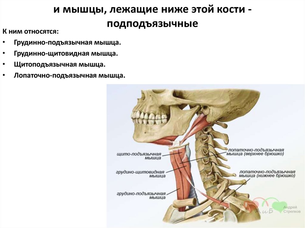 и мышцы, лежащие ниже этой кости - подподъязычные