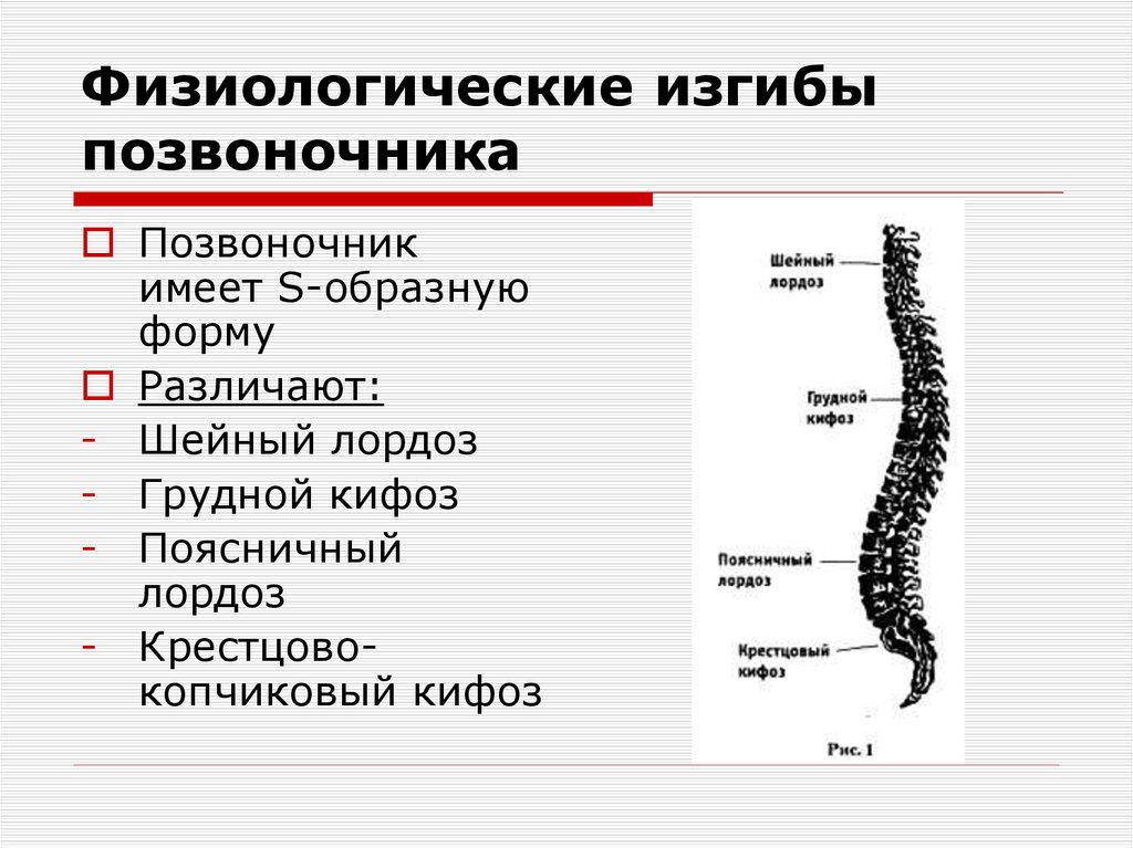 Физиологические изгибы позвоночника