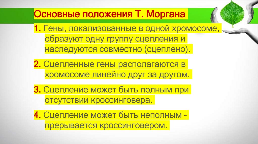Основные положения Т. Моргана