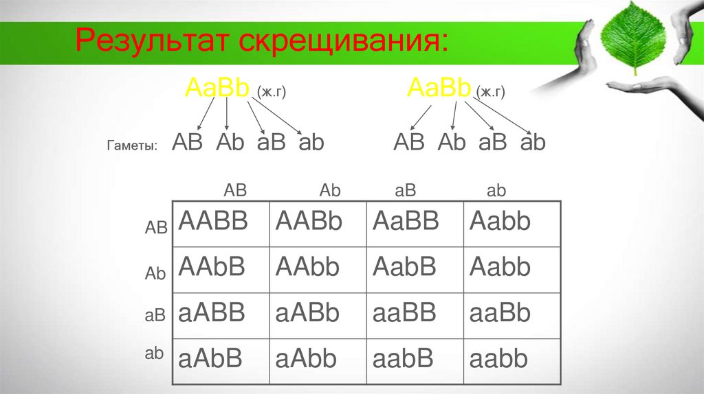 Результат скрещивания: