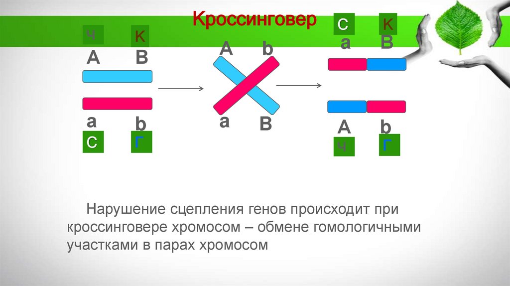 Кроссинговер