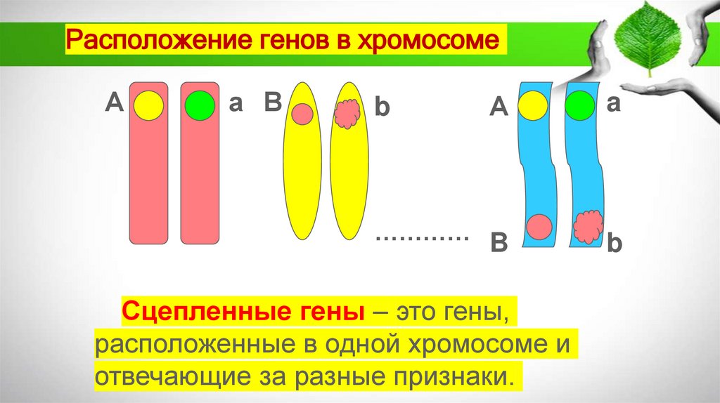Расположение генов в хромосоме