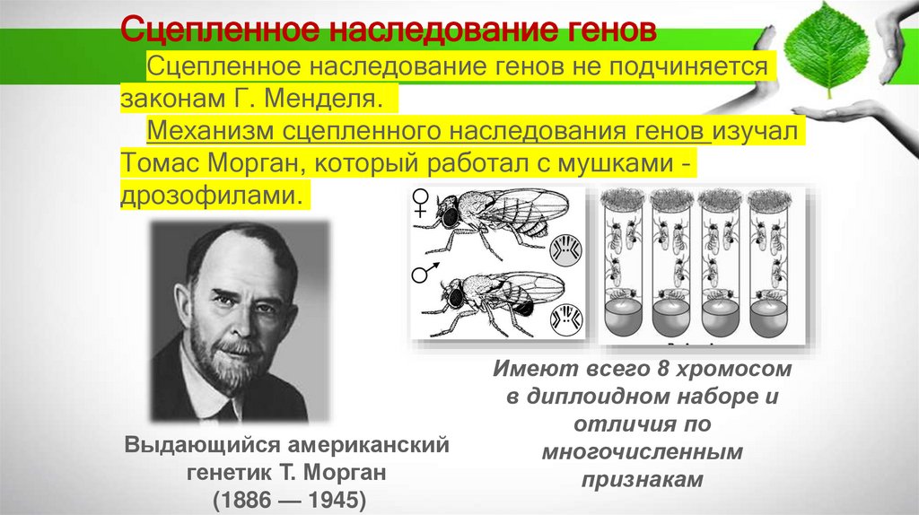 Сцепленное наследование генов