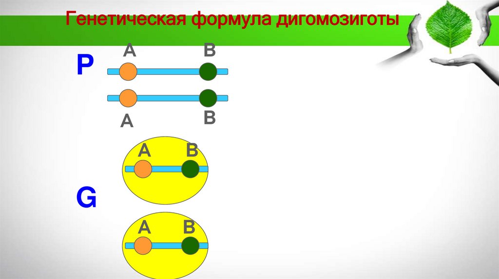 Генетическая формула дигомозиготы