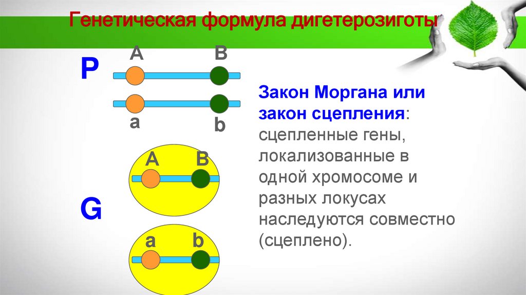 Генетическая формула дигетерозиготы