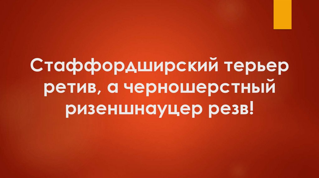 Стаффордширский терьер ретив, а черношерстный ризеншнауцер резв!