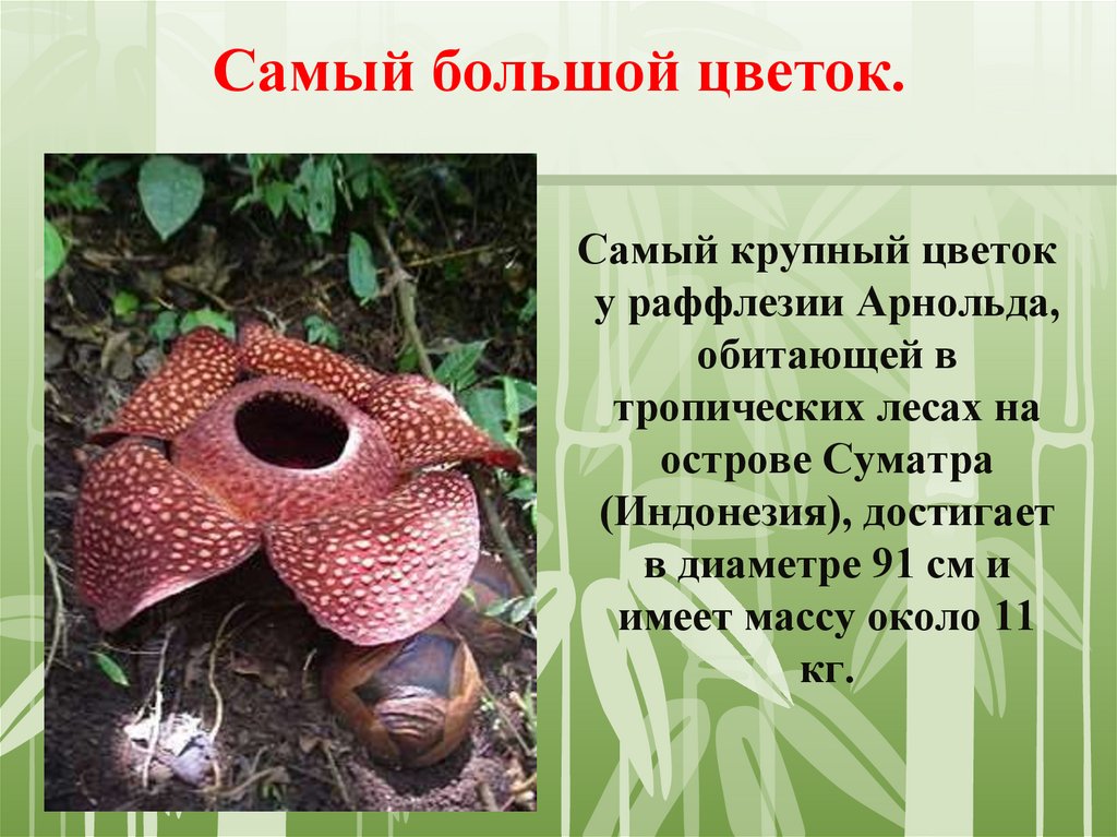 Самый большой цветок.