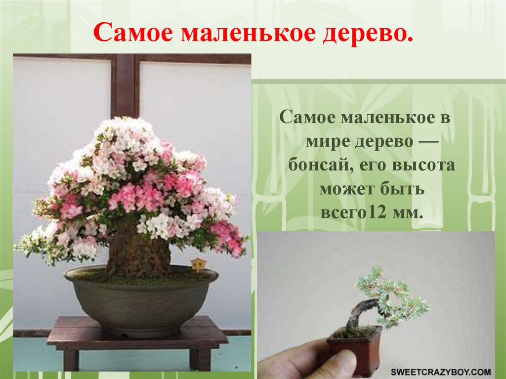 Самое маленькое дерево.