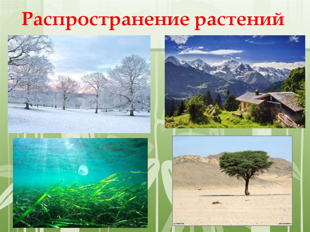 Распространение растений