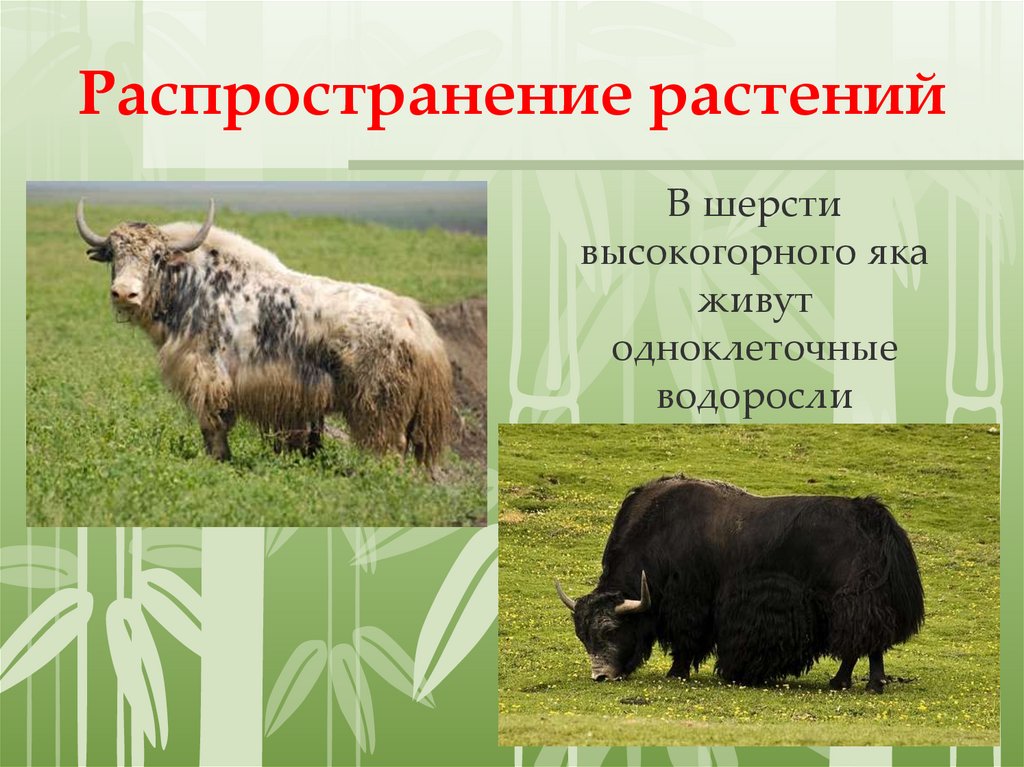 Распространение растений