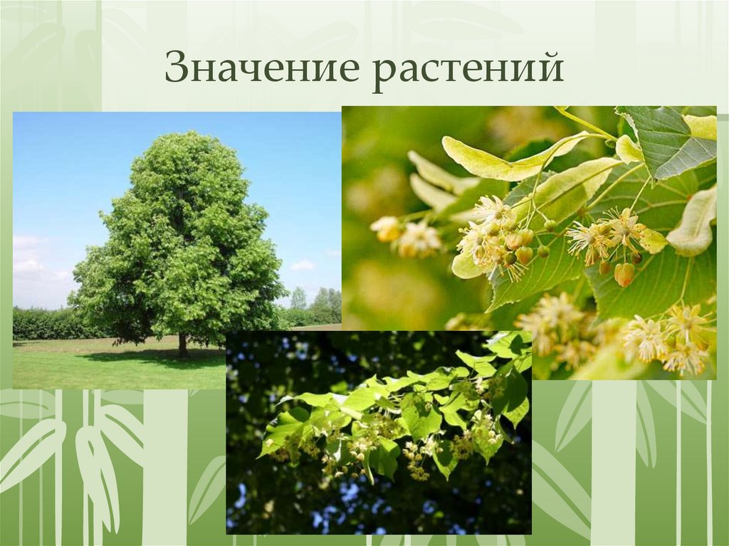 Значение растений