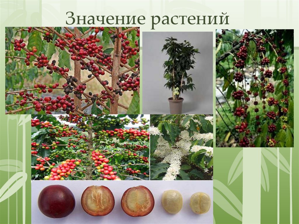 Значение растений