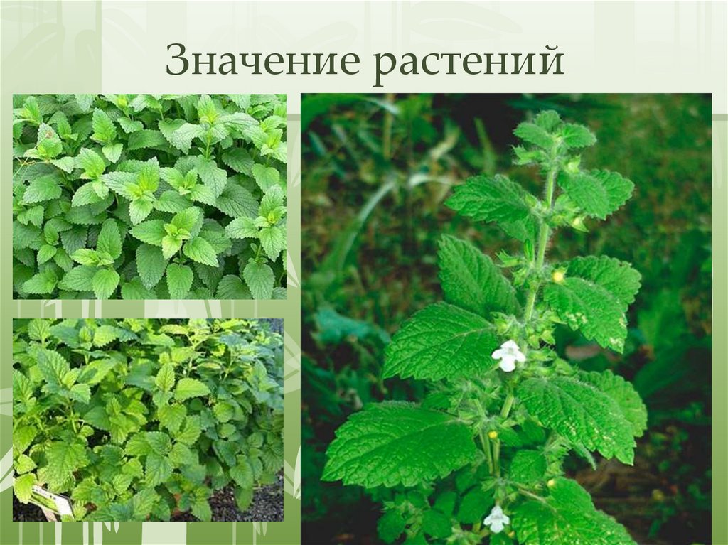 Значение растений