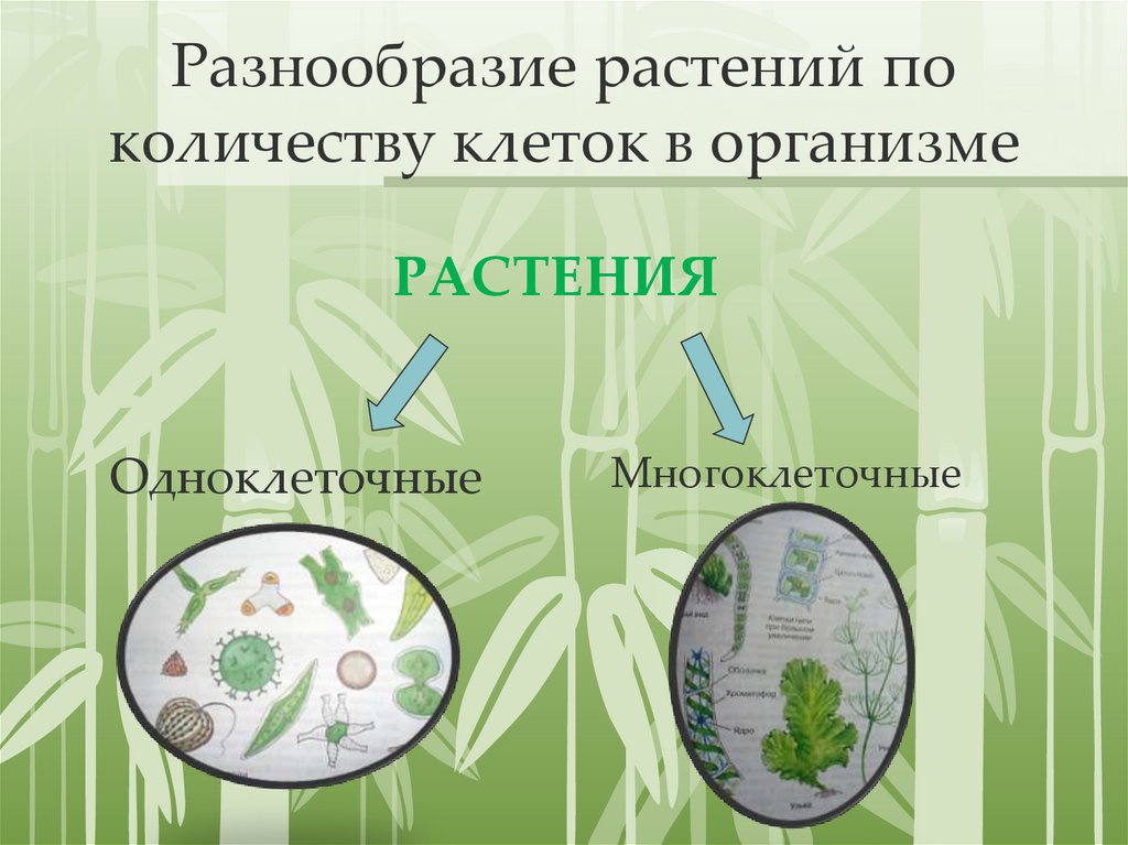 Разнообразие растений по количеству клеток в организме