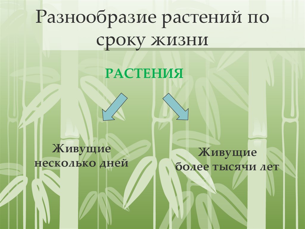Разнообразие растений по сроку жизни