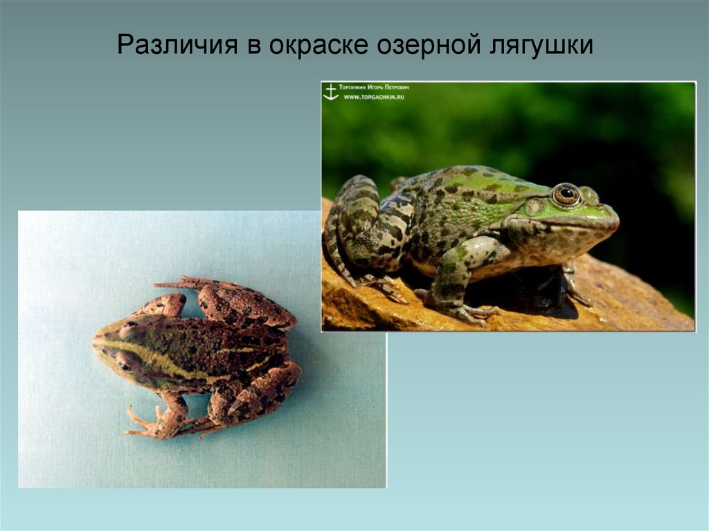 Различия в окраске озерной лягушки