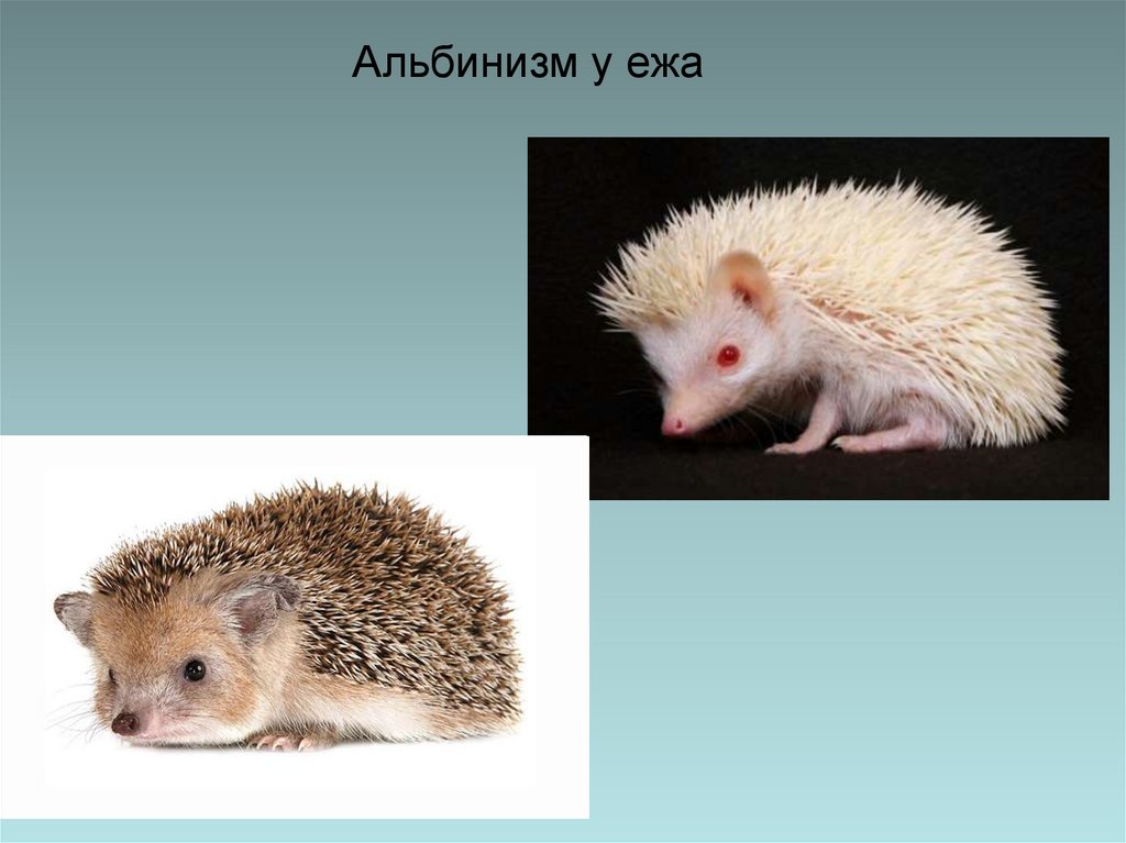 Альбинизм у ежа