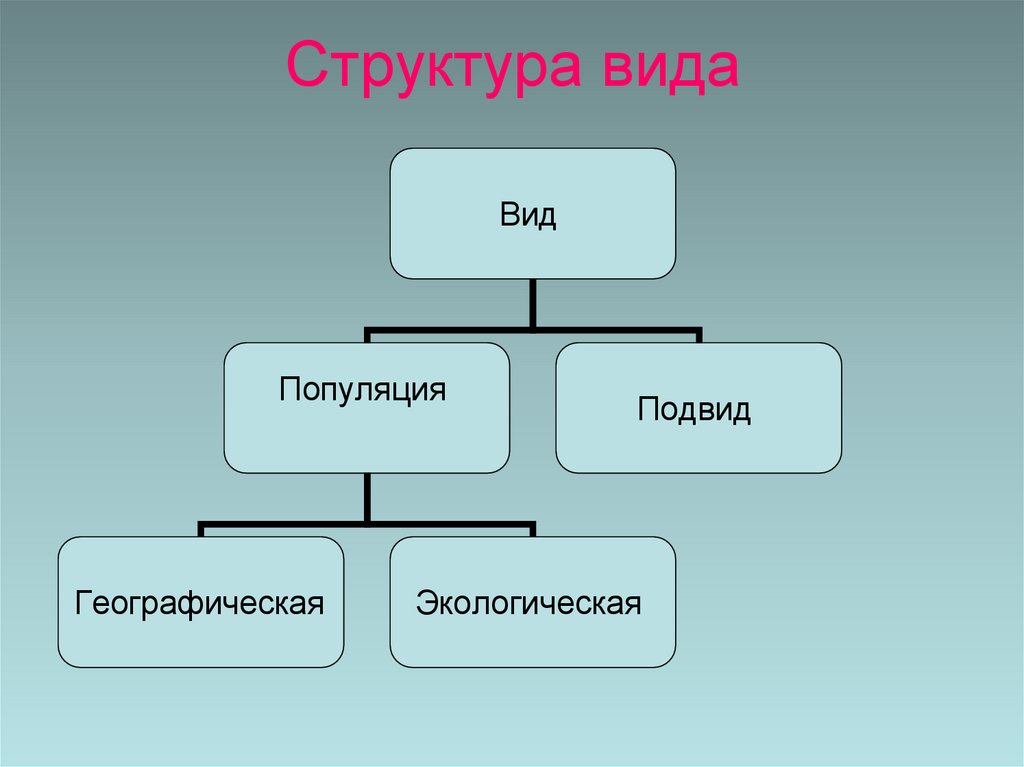 Структура вида