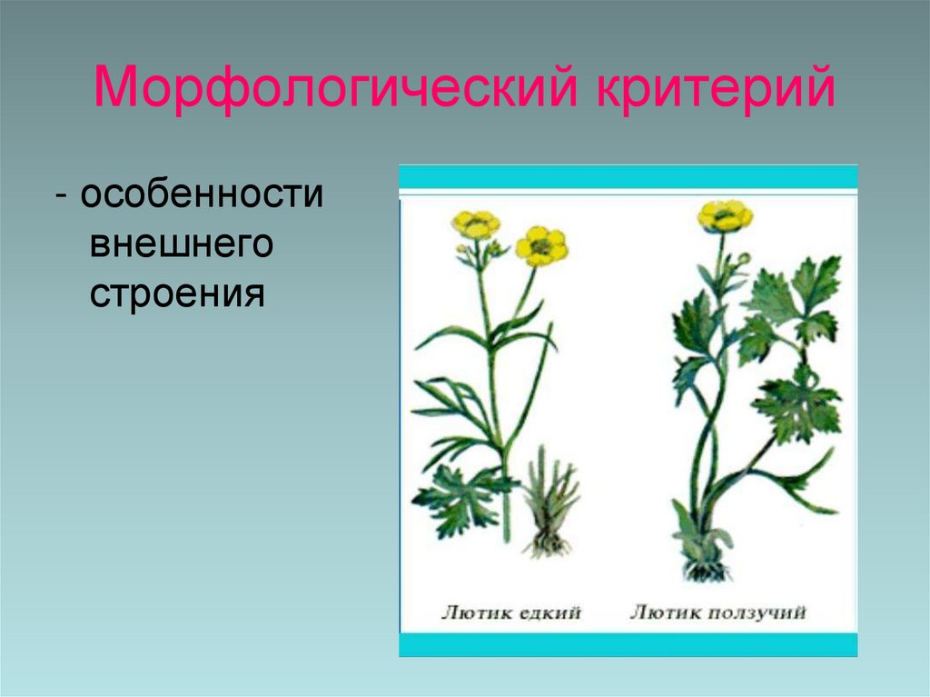 Морфологический критерий