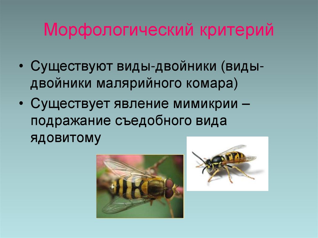 Морфологический критерий