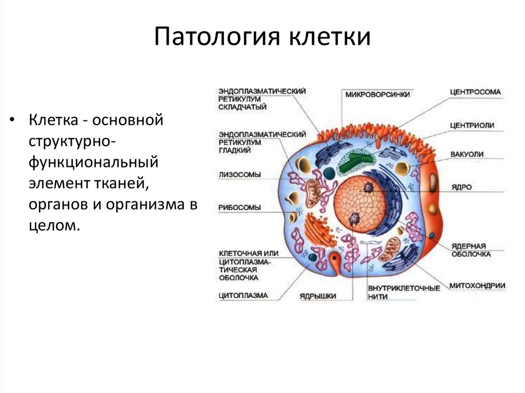 Патология клетки