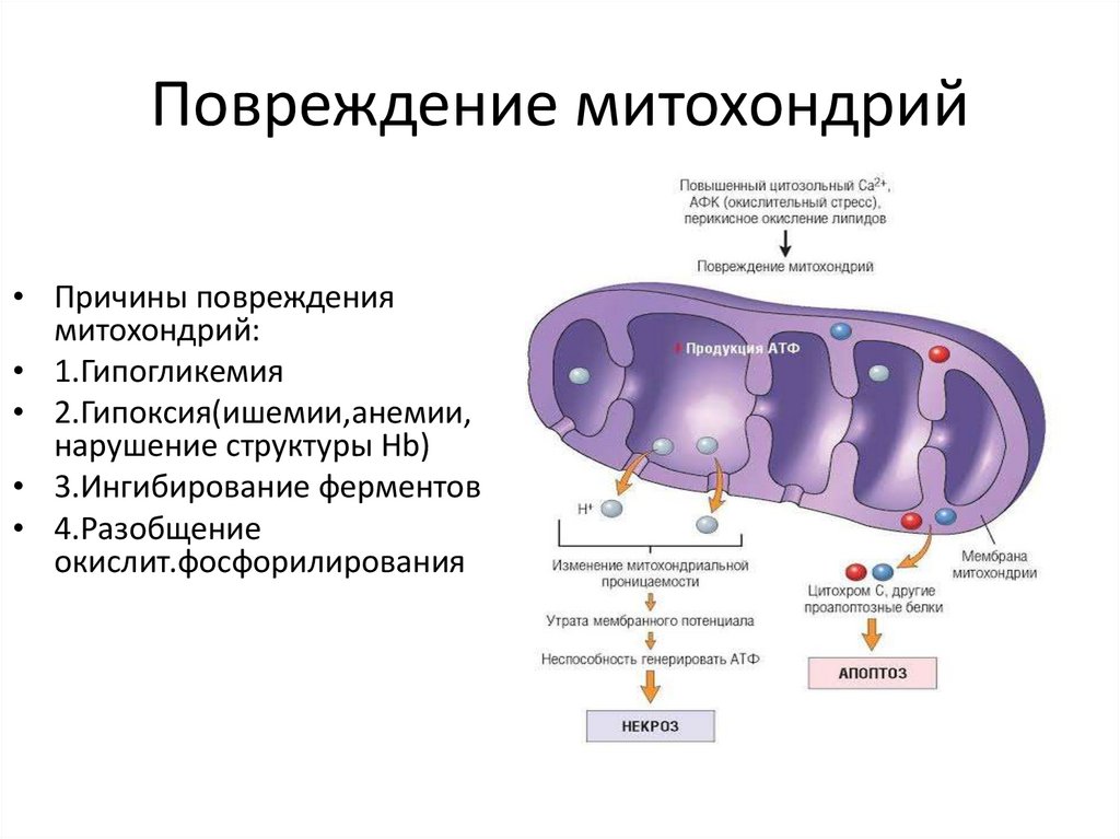 Повреждение митохондрий