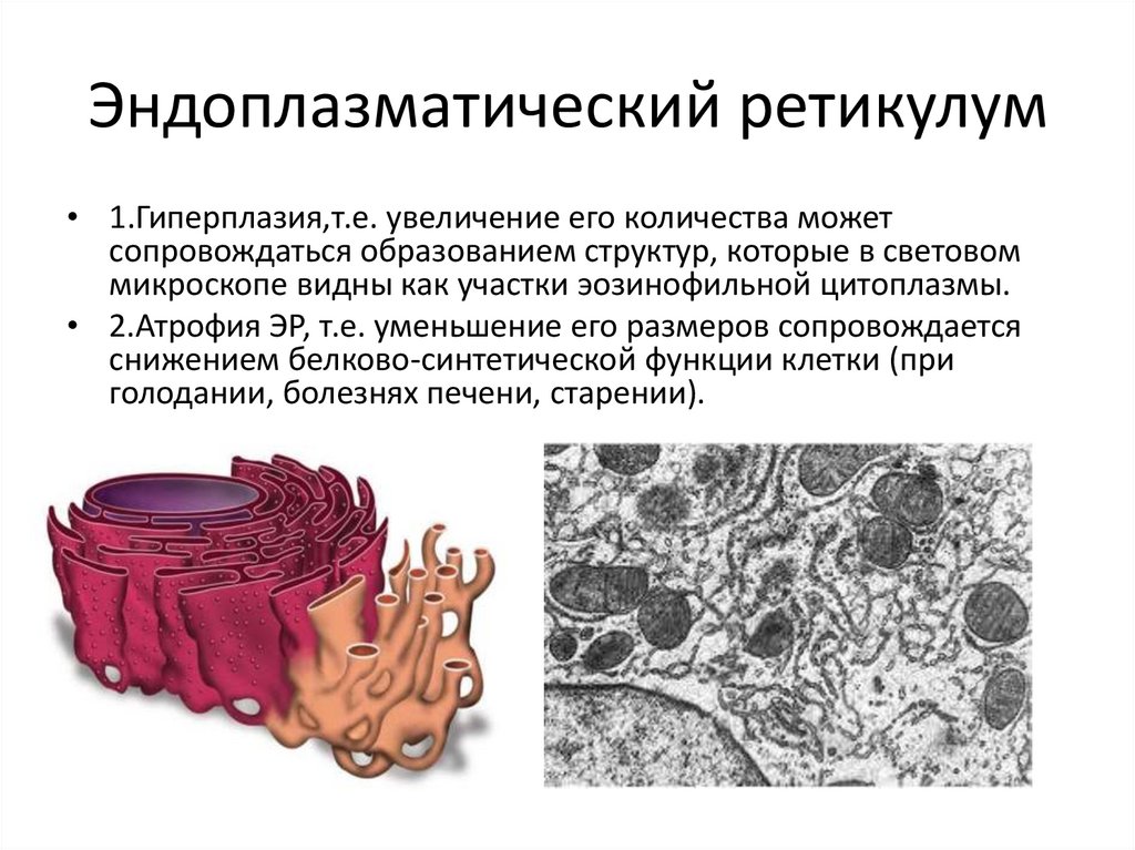 Эндоплазматический ретикулум