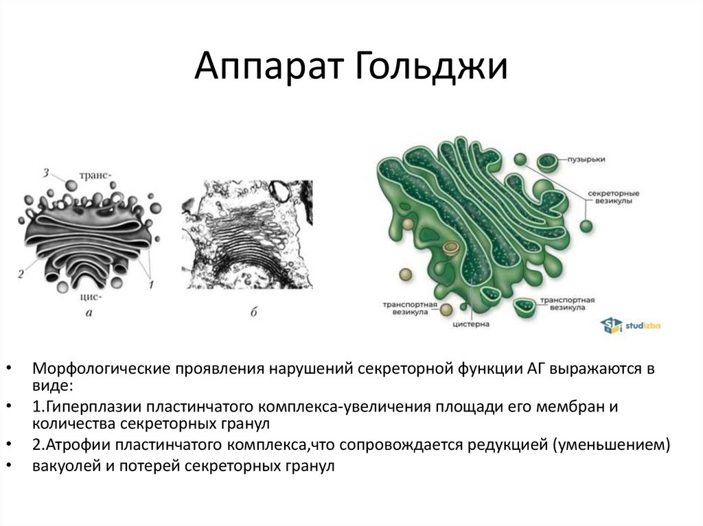Аппарат Гольджи