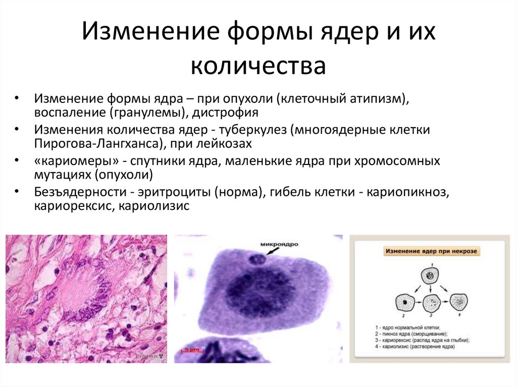 Изменение формы ядер и их количества