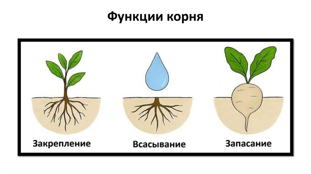 Функции корня