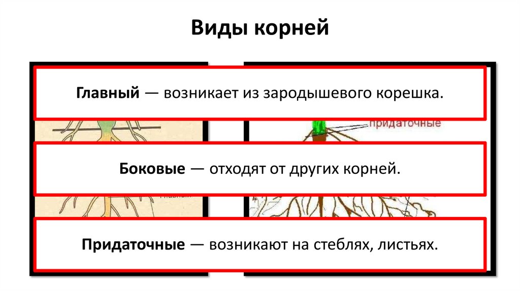Виды корней