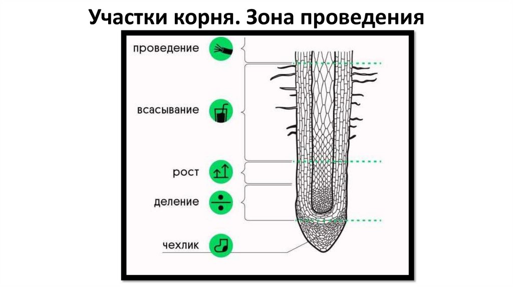 Участки корня. Зона проведения
