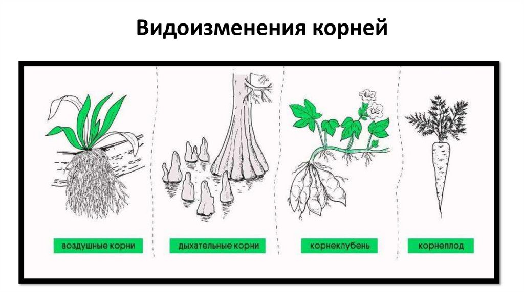 Видоизменения корней