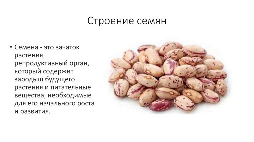 Строение семян