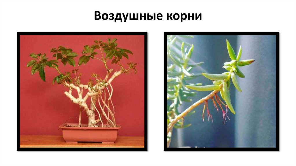 Воздушные корни